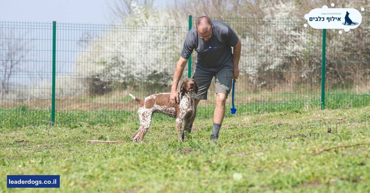 היתרונות בפנייה לתהליך של אילוף כלבים בקרית נטפים