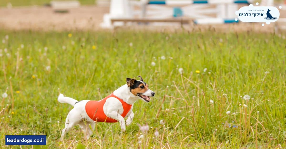 איפה כדאי לאלף כלבים מגזע ג'ק ראסל טרייר