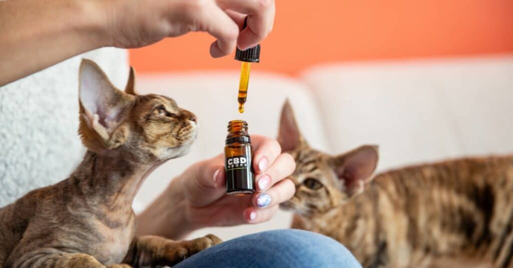      1. CBD לחתולים