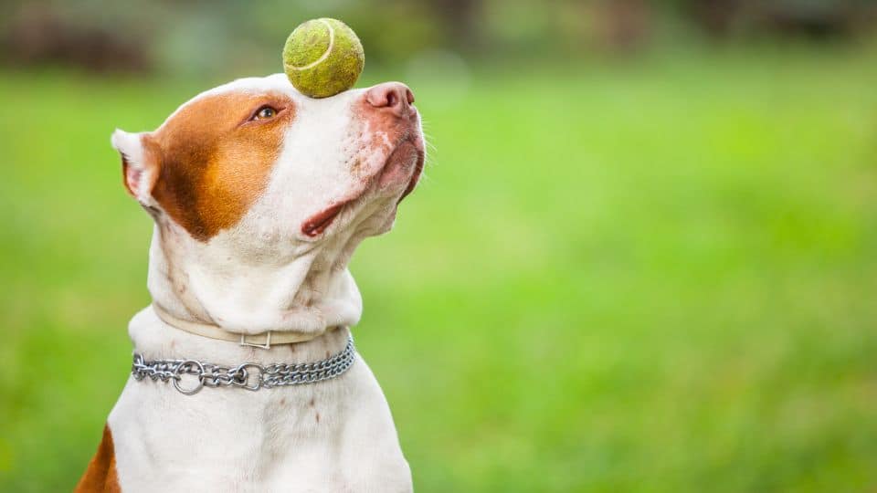 צעצועים לכלבים